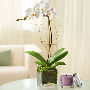 White Phalaenopsis Orchid With Candle