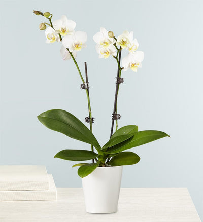Double White Orchid Plant Double White Orchid Plant