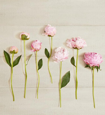 Blushing Beauty Peony Bouquet Blushing Beauty Peony Bouquet
