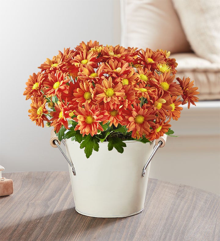 Fall Mum Plant 6