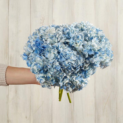 Blissful Blue Hydrangea Bouquet Blissful Blue Hydrangea Bouquet