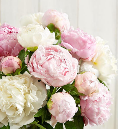 Pink & White Peony Bouquet Pink & White Peony Bouquet