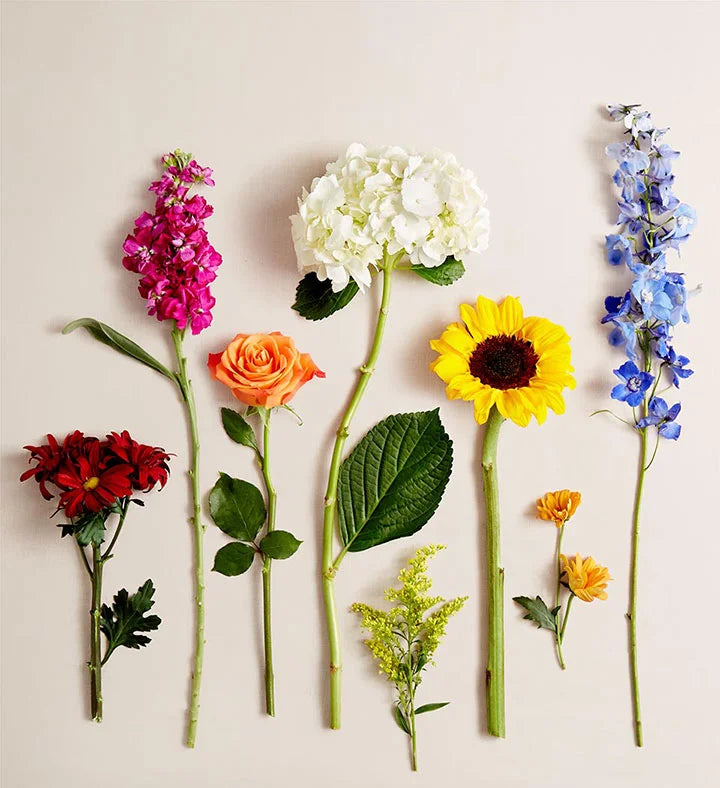 white hydrangeas, blue delphinium, fuchsia stock, orange roses, red daisy poms, bronze cushion poms, sunflowers