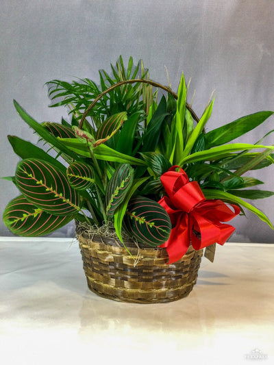 Basket Dish Garden Plant Basket Dish Garden Plant