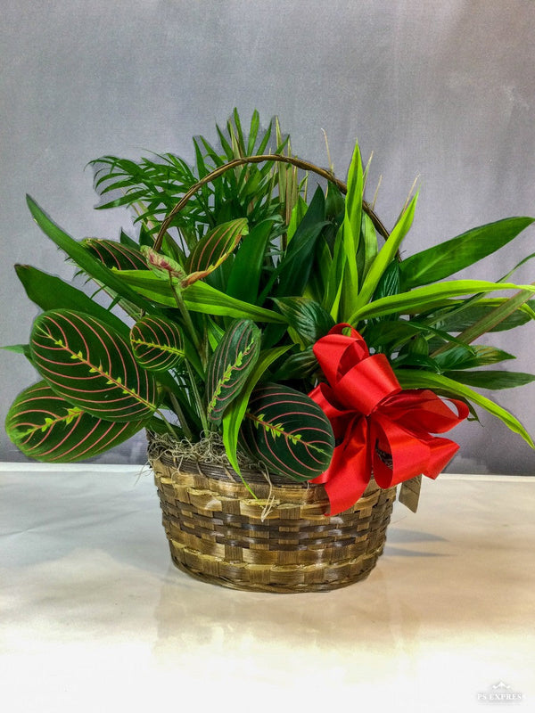Cesta Plato Jardín Planta