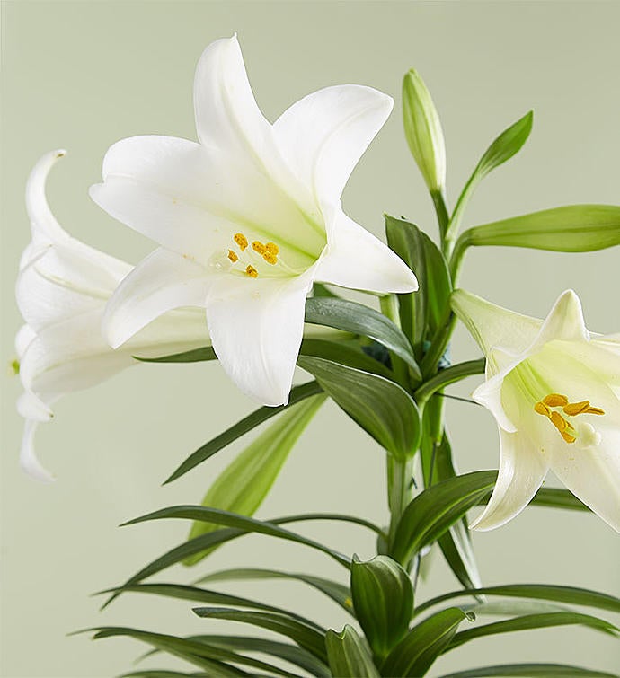 Easter Sentiments Lily Plant