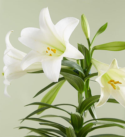 Easter Sentiments Lily Plant Easter Sentiments Lily Plant