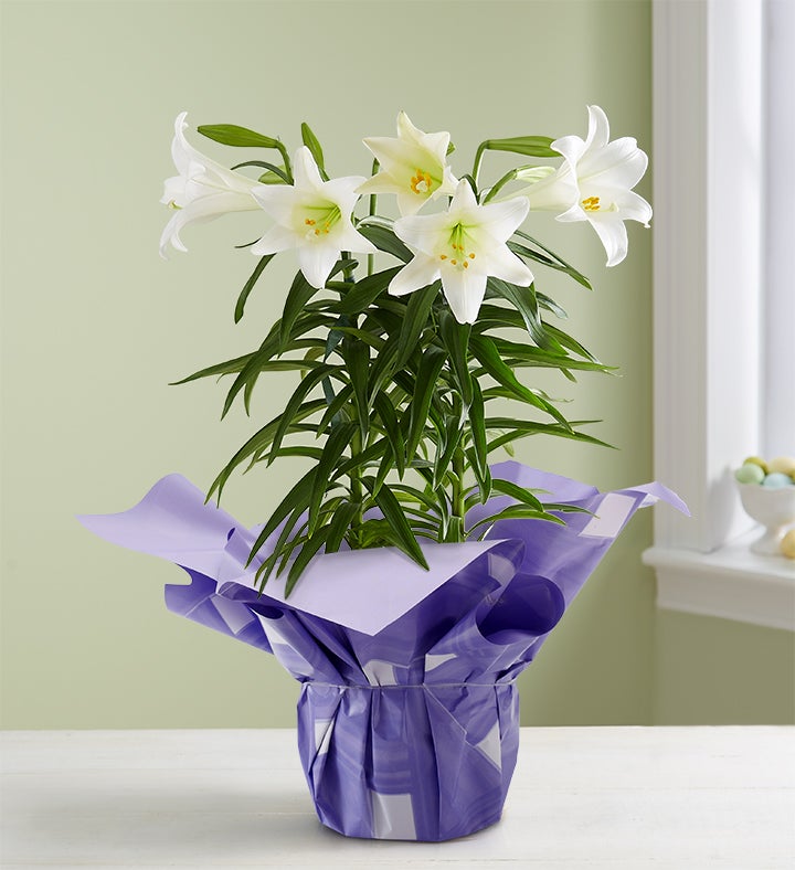 Easter Sentiments Lily Plant