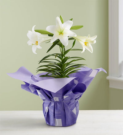 Easter Sentiments Lily Plant Easter Sentiments Lily Plant