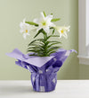 Easter Sentiments Lily Plant