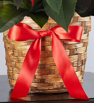 Poinsettia Plant Poinsettia Plant