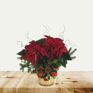 Dressed Poinsettia - 8 Inch