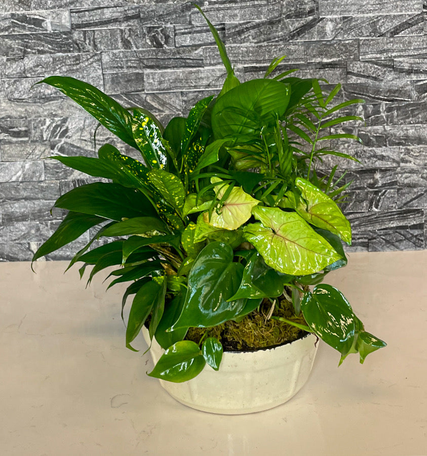 Classic Dish Garden Plant