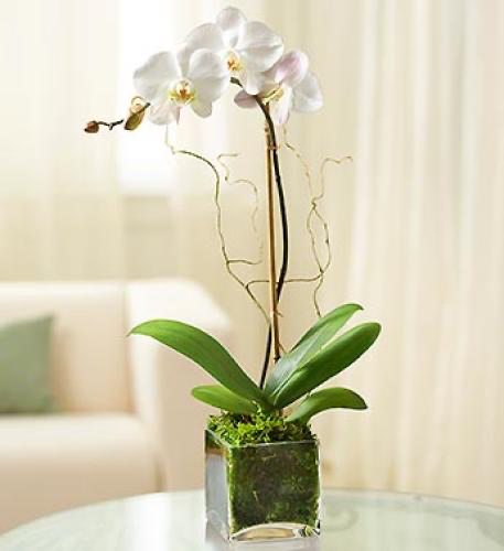 Orchidée Phalaenopsis blanche