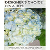 Designers Choice - Its a Boy!