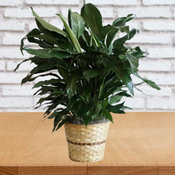 Grand Spathiphyllum élégant