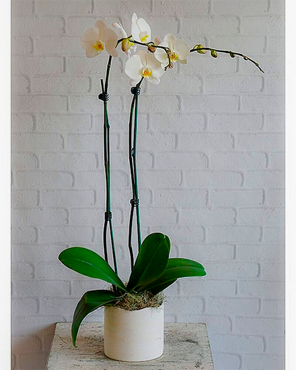 Tallo Doulbe De Orquídea Blanca