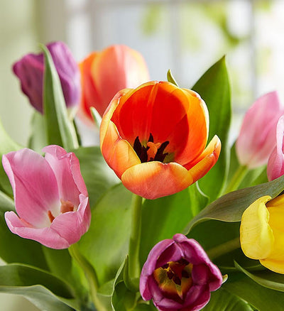Timeless Tulips Timeless Tulips