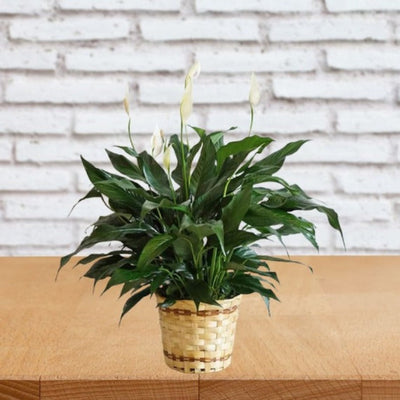 Small Elegant Spathiphyllum Small Elegant Spathiphyllum