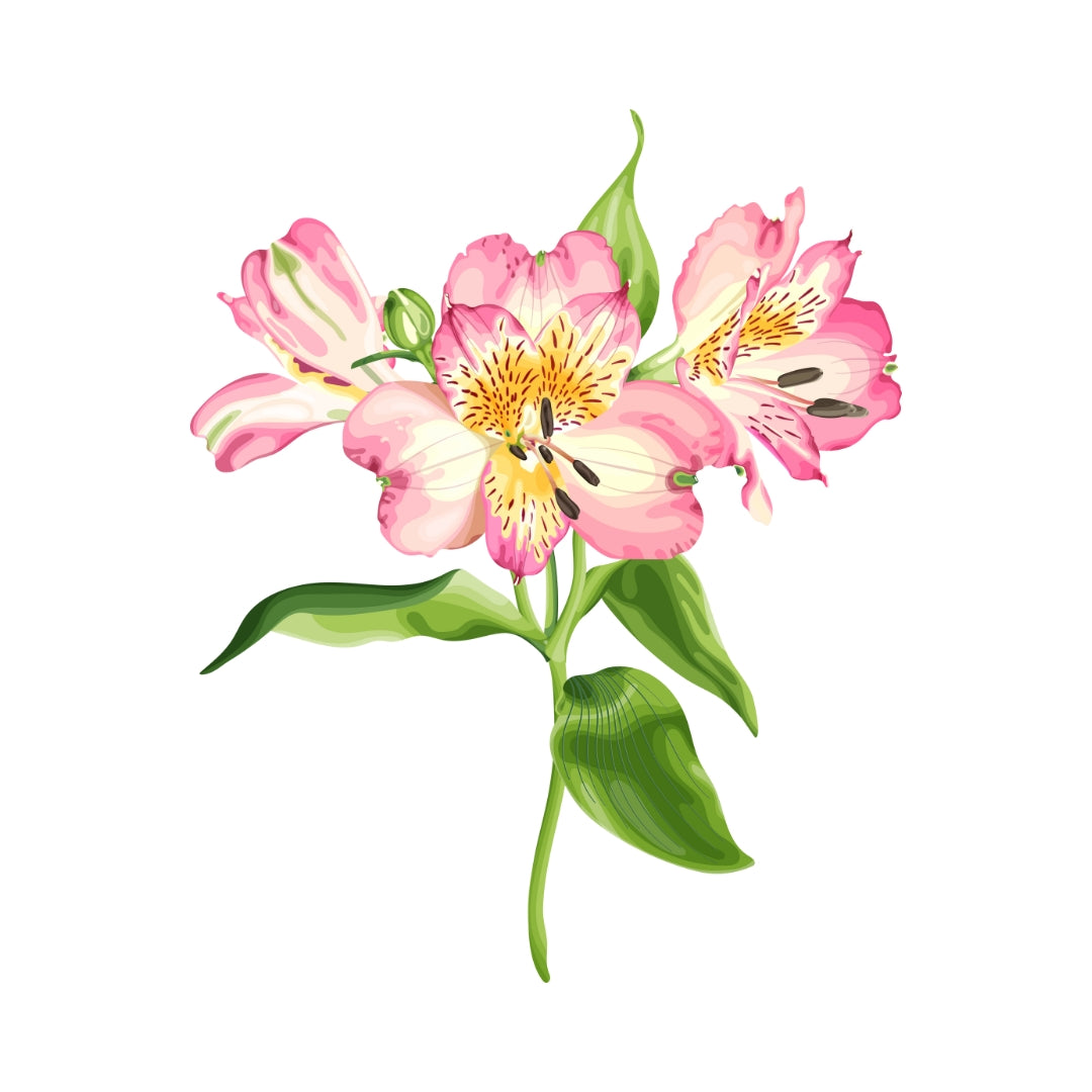 Alstroemeria