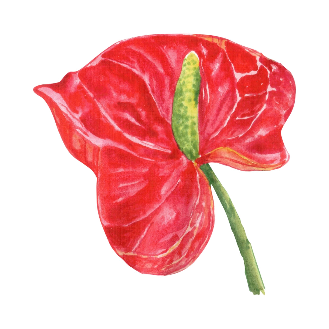 Anthurium