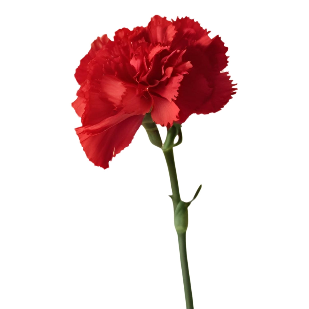 Carnation