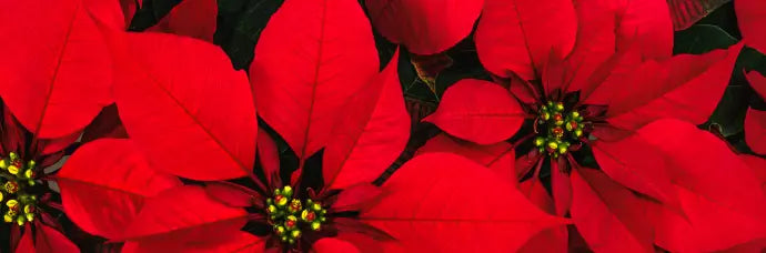 Red Christmas poinsettia plants with lush green leaves in full holiday bloom.