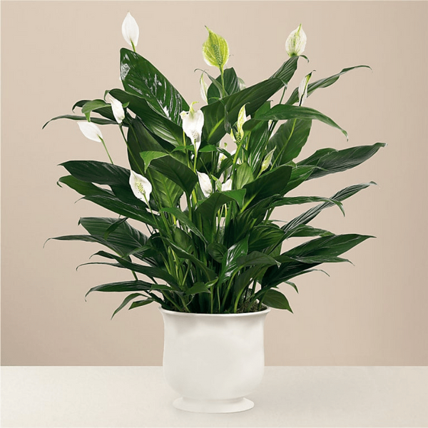 Comfort Planter Spathiphyllum