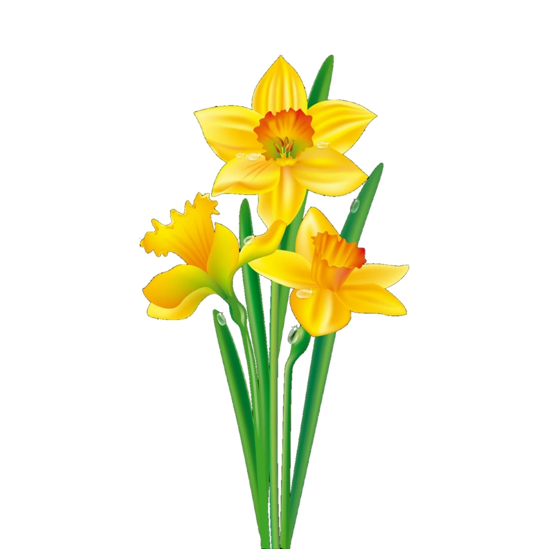 Daffodil