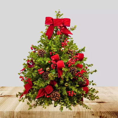 Big Christmas Boxwood Tree! Big Christmas Boxwood Tree!