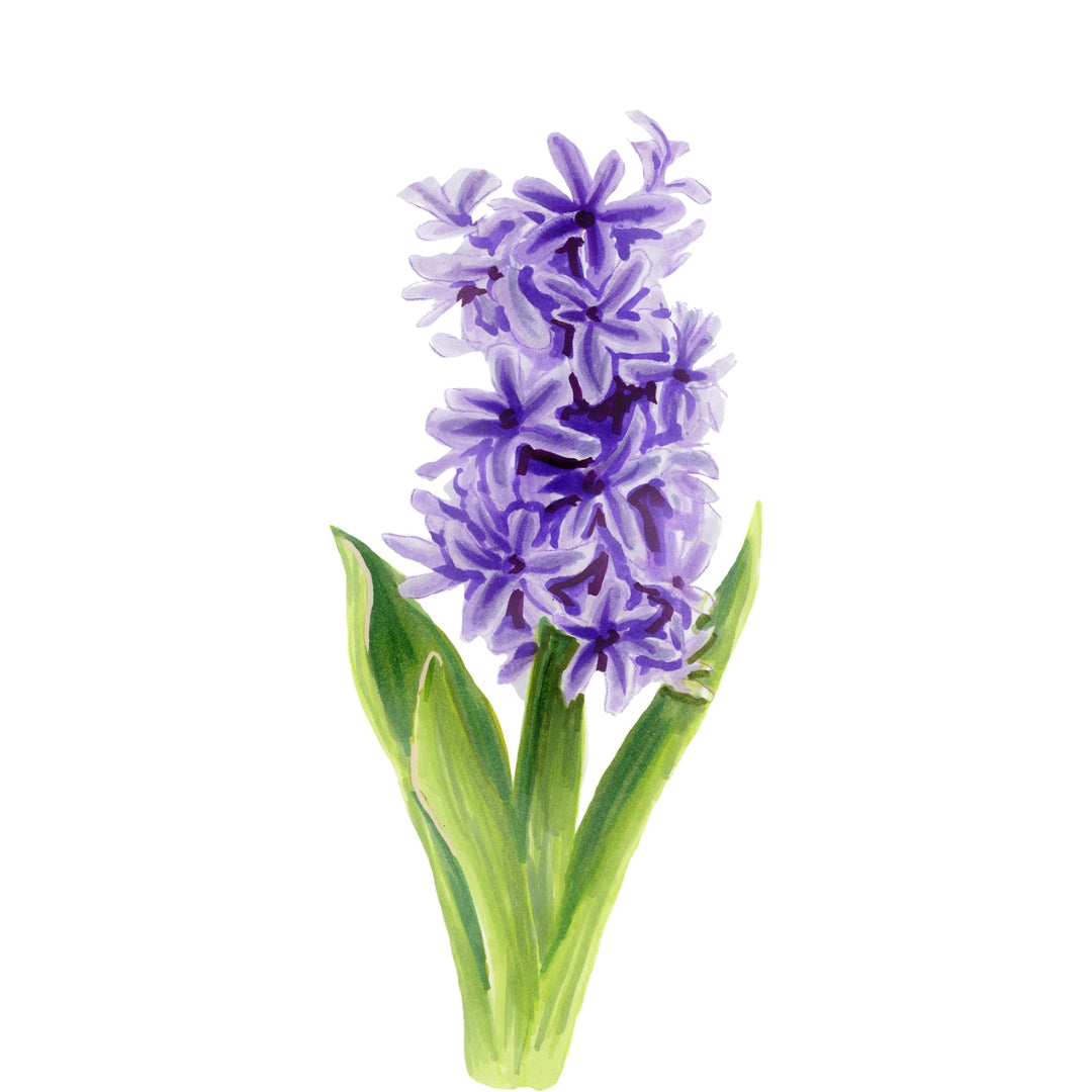 Hyacinth