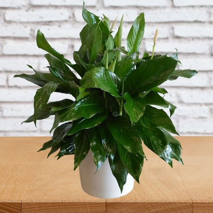 Elegant Spathiphyllum