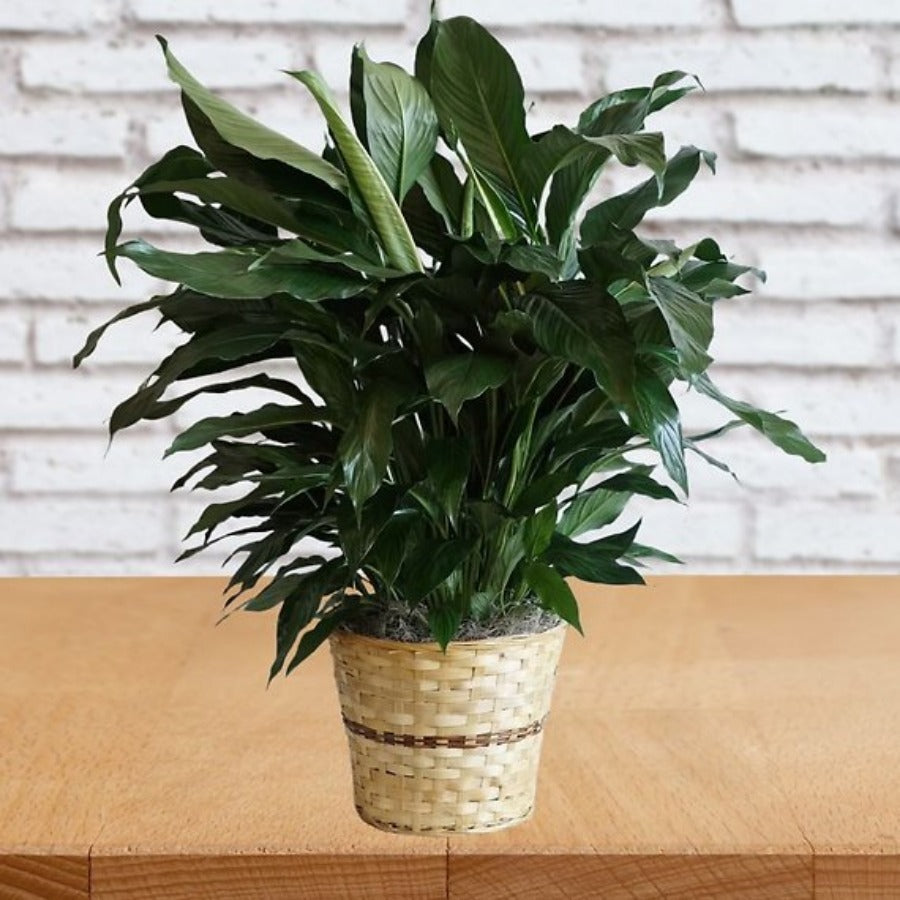 Elegant Spathiphyllum
