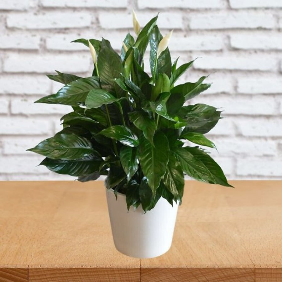 Elegant Spathiphyllum