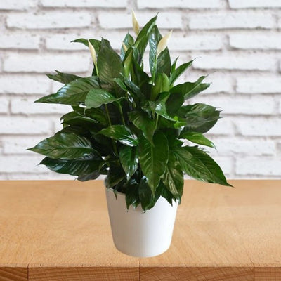 Elegant Spathiphyllum Elegant Spathiphyllum