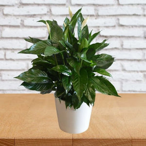 Elegant Spathiphyllum