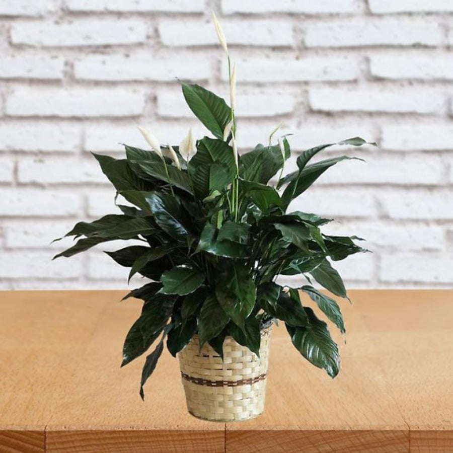 Elegant Spathiphyllum