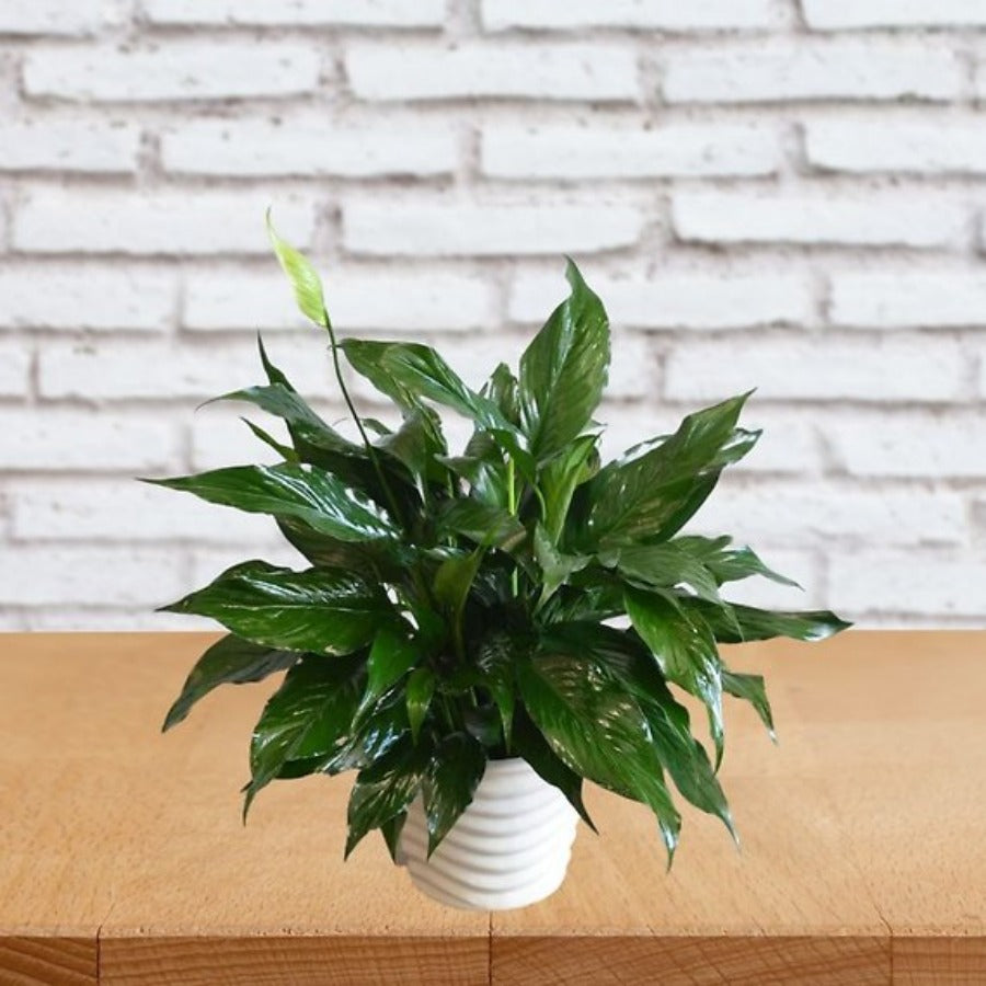 Elegant Spathiphyllum