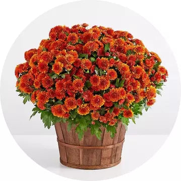 Thanksgiving Plants Basket of orange flowers on a white background