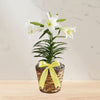 Easter Lily Plant