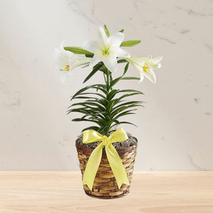 Easter Lily Plant
