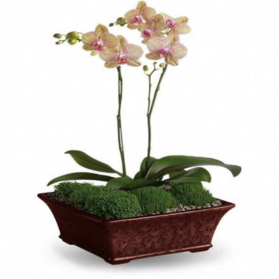 Divine Orchid Divine Orchid