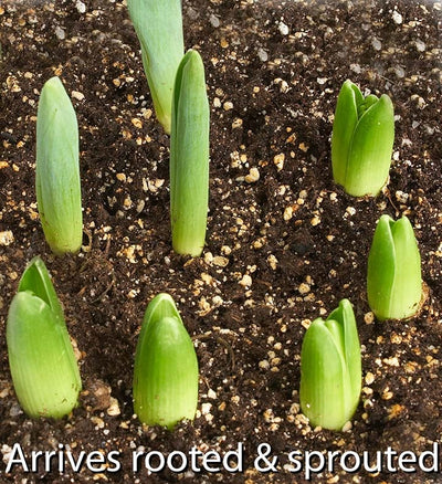 Sweet Spring Tulip Bulb Garden Sweet Spring Tulip Bulb Garden