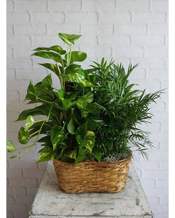 Cesta doble para plantas.