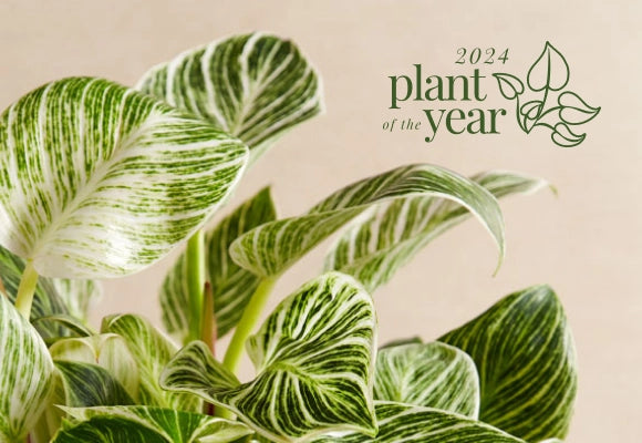 plant of the year 2024