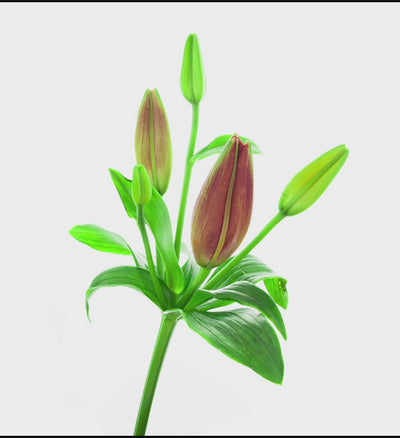Easter Sentiments Lily Plant
