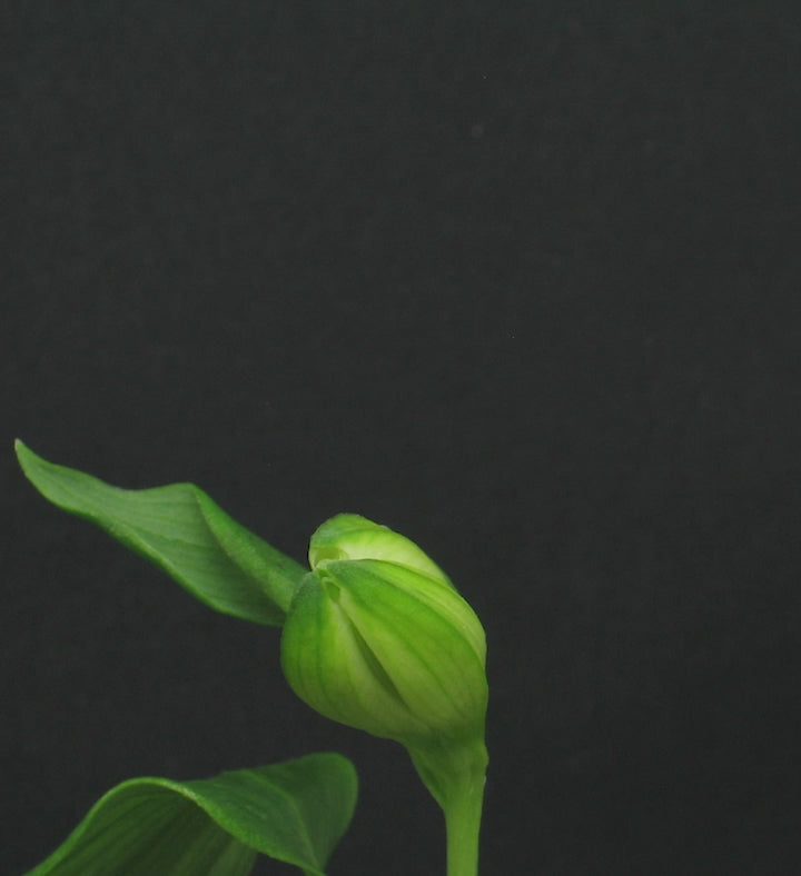 A video of the alstroemeria flower opening up in slow motion