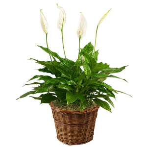 Sympathy Plants