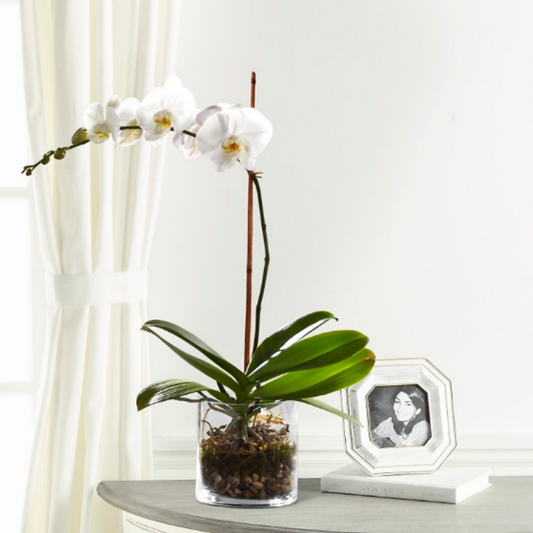 White Orchid Single Stem