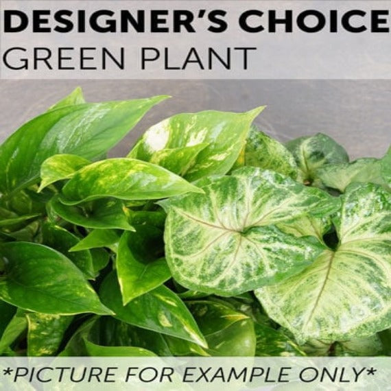 Designer Choice - Green Plant
